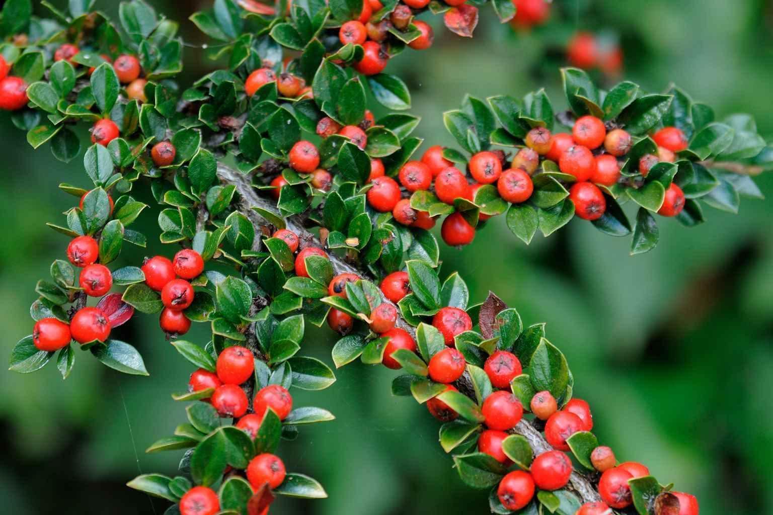 20 Rockspray Cotoneaster | Cotoneaster horizontalis Seeds - Seed World