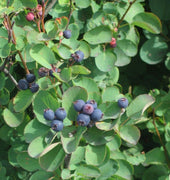 20 Saskatoon Serviceberry Seeds - Seed World