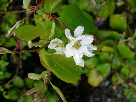 20 Saskatoon Serviceberry Seeds - Seed World