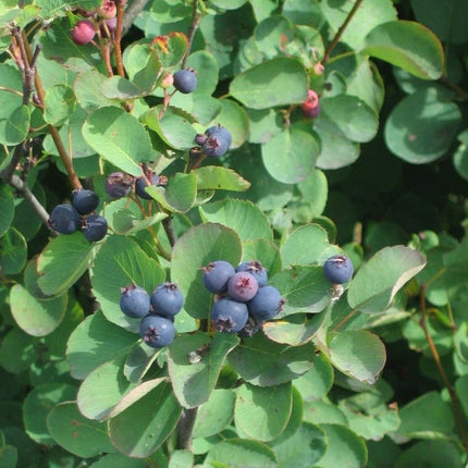 20 Saskatoon Serviceberry Seeds - Seed World