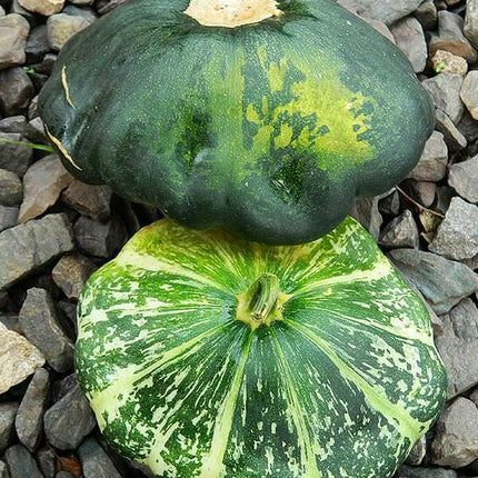 20 Scallopini Squash Patty Pan Zucchini Seeds - Seed World