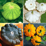 20 Scallopini Squash Patty Pan Zucchini Seeds - Seed World