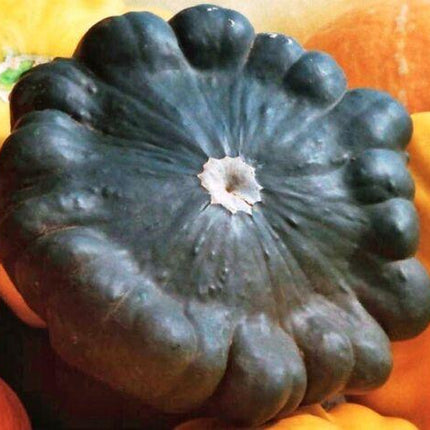 20 Scallopini Squash Patty Pan Zucchini Seeds - Seed World