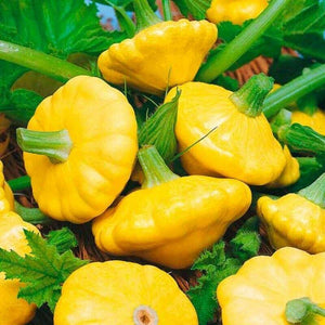 20 Scallopini Squash Patty Pan Zucchini Seeds - Seed World