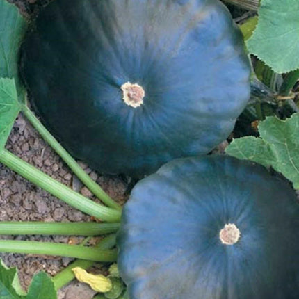 20 Scallopini Squash Patty Pan Zucchini Seeds - Seed World