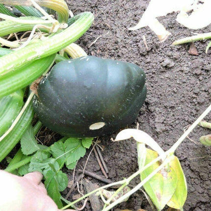 20 Scallopini Squash Patty Pan Zucchini Seeds - Seed World