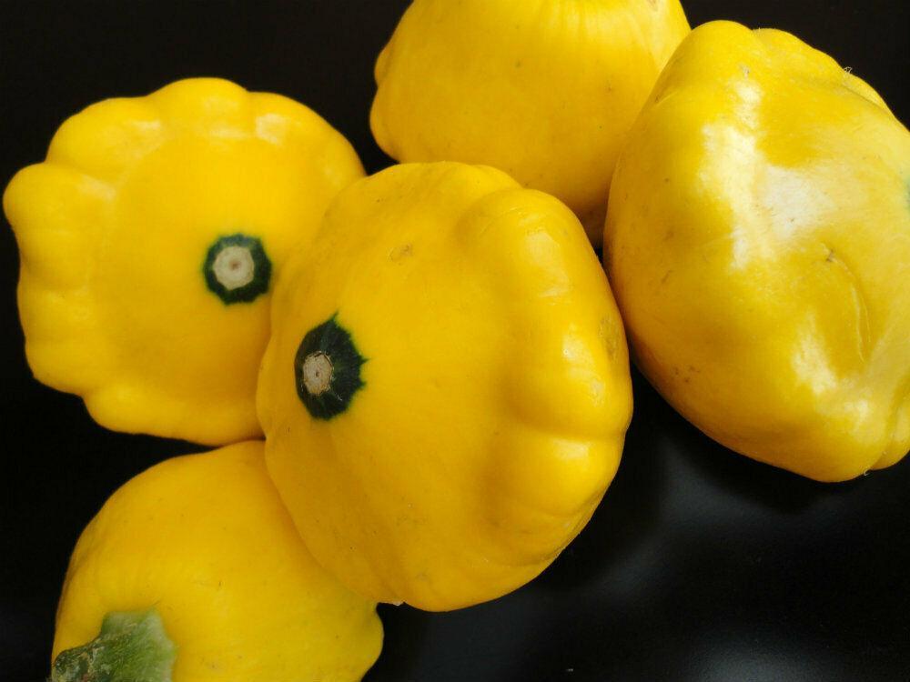 20 Scallopini Squash Patty Pan Zucchini Seeds - Seed World