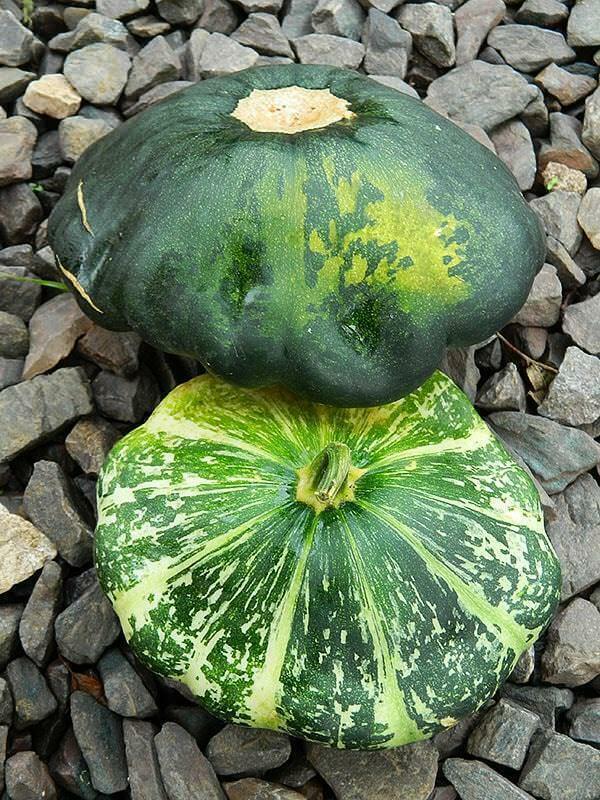 20 Scallopini Squash Patty Pan Zucchini Seeds - Seed World