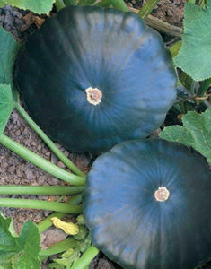 20 Scallopini Squash Patty Pan Zucchini Seeds - Seed World