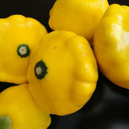 20 Scallopini Squash Patty Pan Zucchini Seeds - Seed World