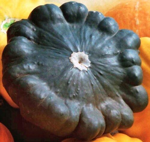 20 Scallopini Squash Patty Pan Zucchini Seeds - Seed World