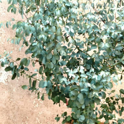 20 Silver Drop Eucalyptus Seeds - Seed World