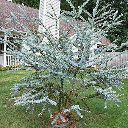 20 Silver Drop Eucalyptus Seeds - Seed World