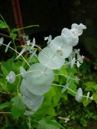 20 Silver Drop Eucalyptus Seeds - Seed World