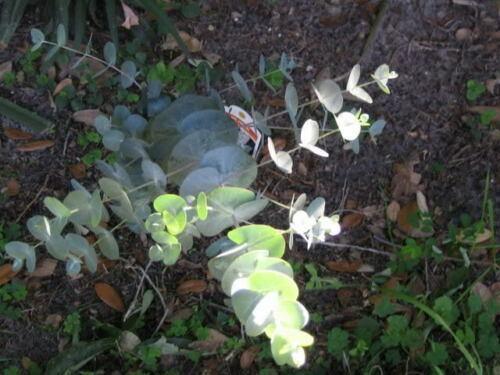 20 Silver Drop Eucalyptus Seeds - Seed World