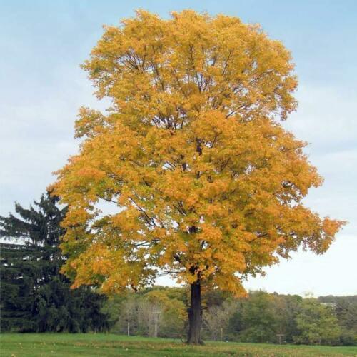 20 Silver Maple Seeds - Seed World