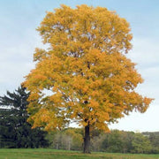 20 Silver Maple Seeds - Seed World