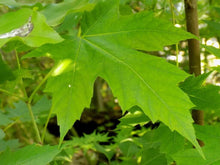 20 Silver Maple Seeds - Seed World
