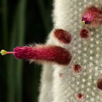 20 Silver Torch Cactus Seeds - Seed World