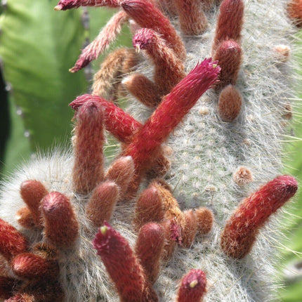 20 Silver Torch Cactus Seeds - Seed World
