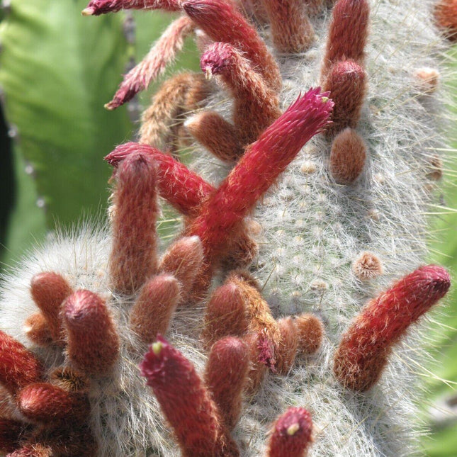 20 Silver Torch Cactus Seeds - Seed World