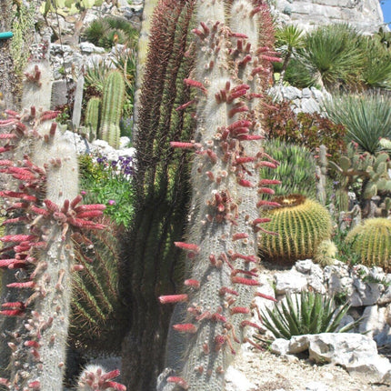 20 Silver Torch Cactus Seeds - Seed World