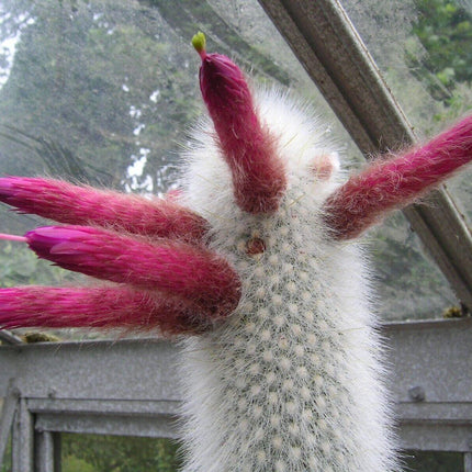 20 Silver Torch Cactus Seeds - Seed World