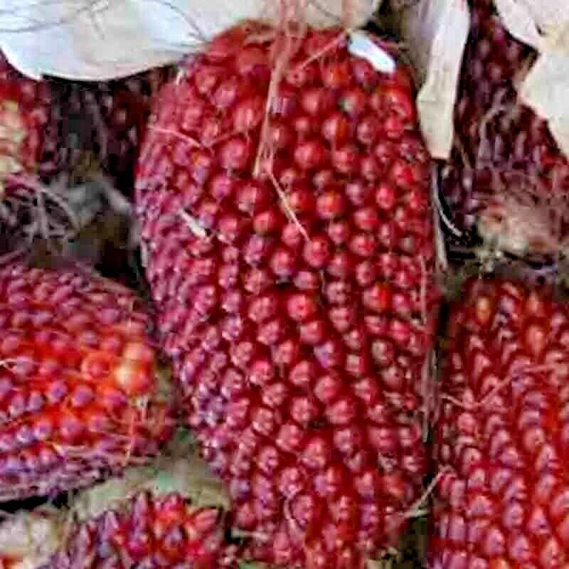 20 Strawberry Rare Ruby Corn Seeds - Seed World