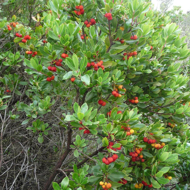 20 Strawberry Tree Seeds – Arbutus Unedo for Ornamental & Edible Gardens - Seed World
