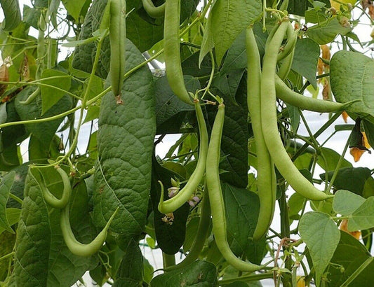 20 Strike Bush Green Bean Seeds - Seed World