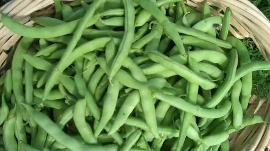 20 Strike Bush Green Bean Seeds - Seed World