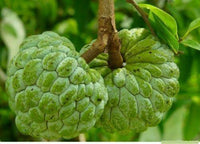 20 Sugar Apple Annona Squamosa Seeds - Seed World