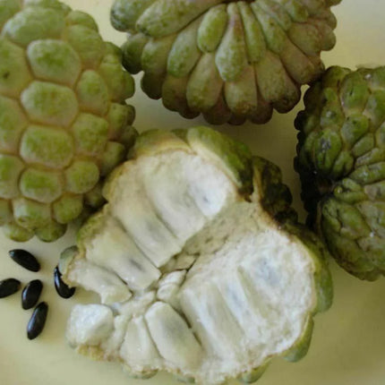 20 Sugar Apple Annona Squamosa Seeds - Seed World