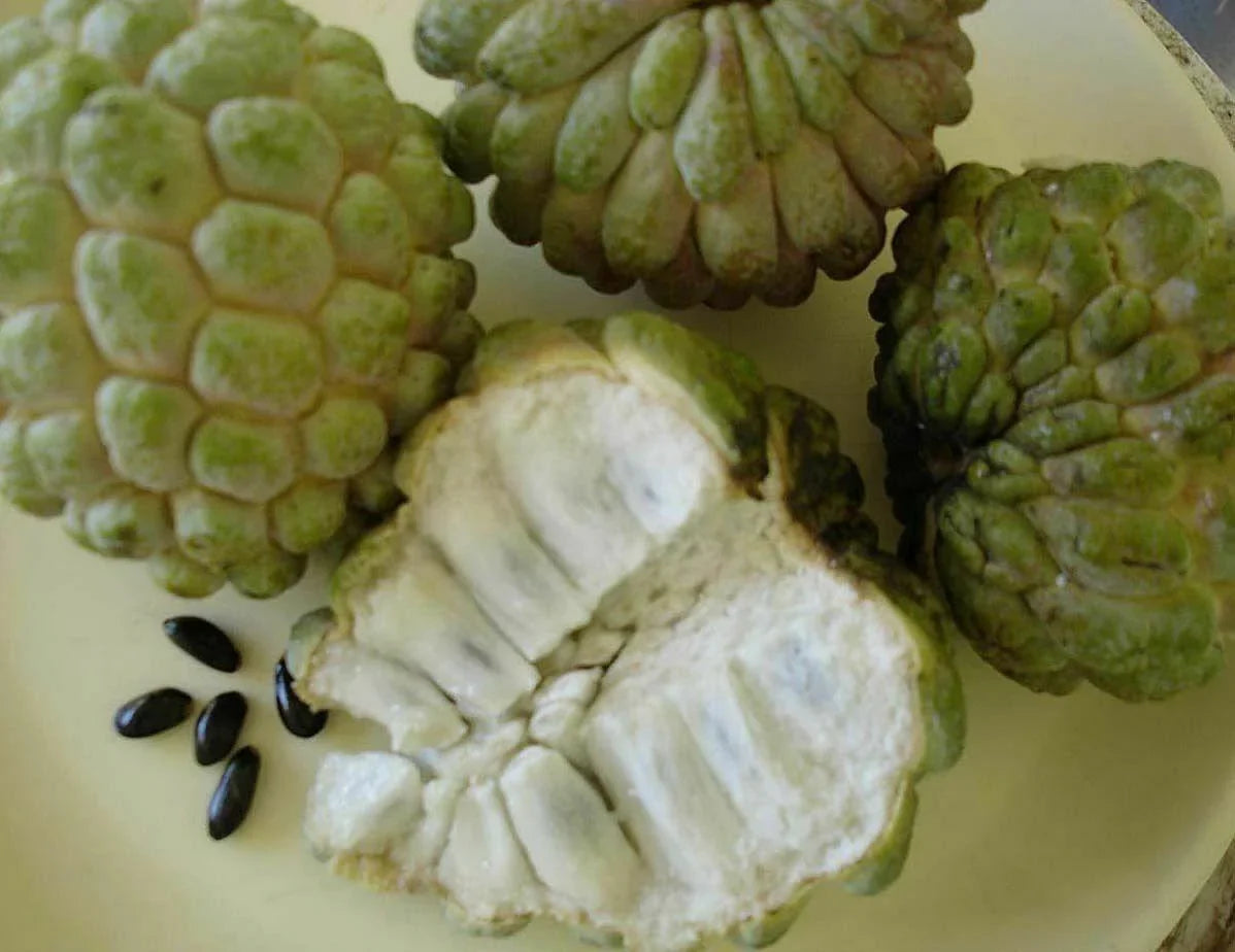 20 Sugar Apple Annona Squamosa Seeds - Seed World