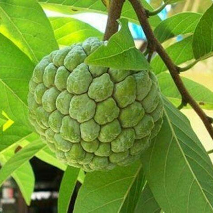 20 Sugar Apple Annona Squamosa Seeds - Seed World