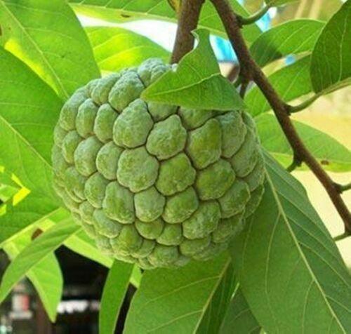 20 Sugar Apple Annona Squamosa Seeds - Seed World