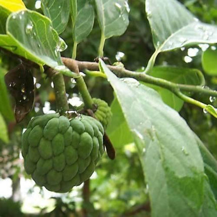 20 Sugar Apple Annona Squamosa Seeds - Seed World