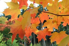 20 Sugar Maple (Acer saccharum Southern) Seeds - Seed World