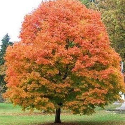 20 Sugar Maple Tree Seeds – Acer saccharum (Southern Variety) - Seed World