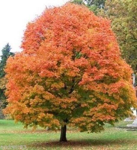 20 Sugar Maple Tree Seeds – Acer saccharum (Southern Variety) - Seed World
