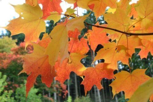 20 Sugar Maple Tree Seeds – Acer saccharum (Southern Variety) - Seed World
