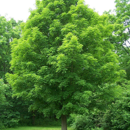 20 Sugar Maple Tree Seeds – Acer saccharum (Southern Variety) - Seed World