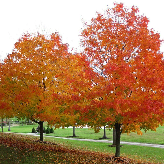 20 Sugar Maple Tree Seeds – Acer saccharum (Southern Variety) - Seed World