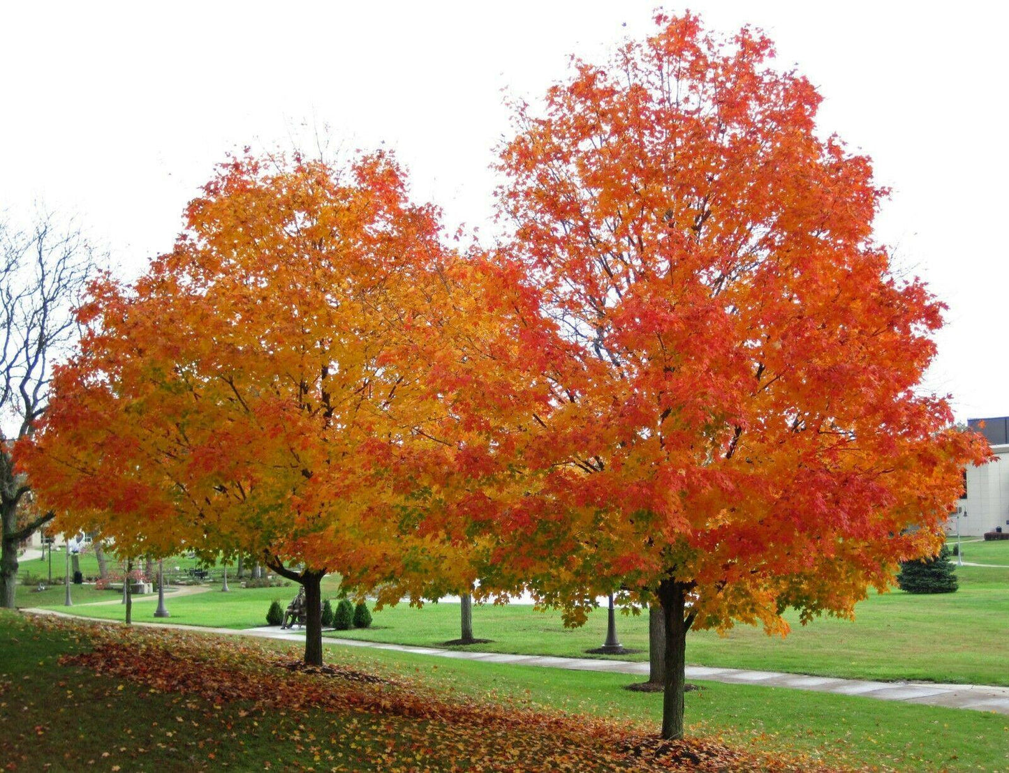20 Sugar Maple Tree Seeds – Acer saccharum (Southern Variety) - Seed World