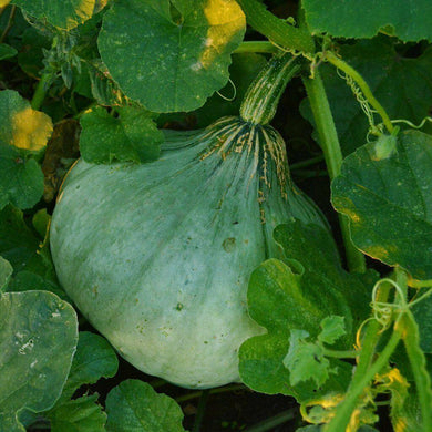 20 Sweet Meat Winter Squash Seeds - Seed World