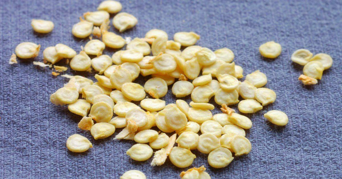 20 Sweet Mini Bell Pepper Seeds - Seed World