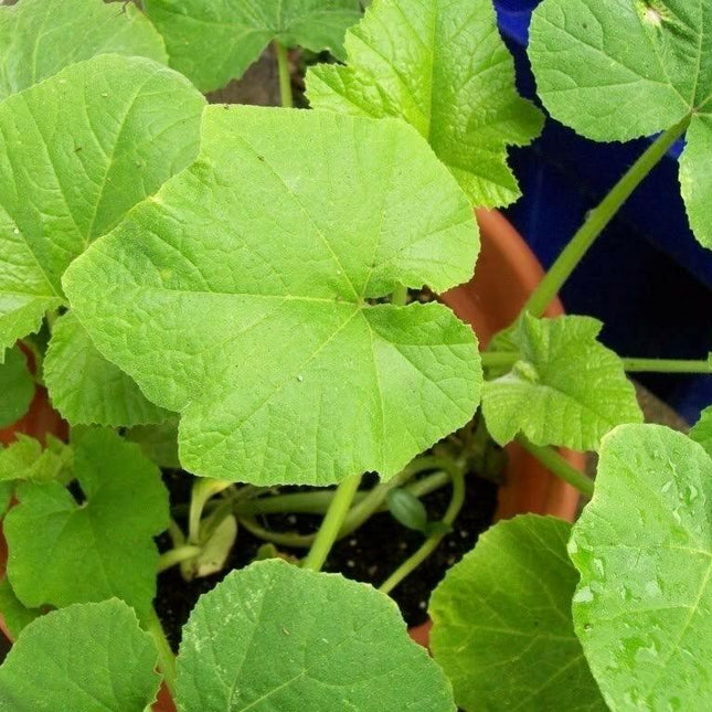 20 Table Queen Acorn Squash Seeds - Seed World