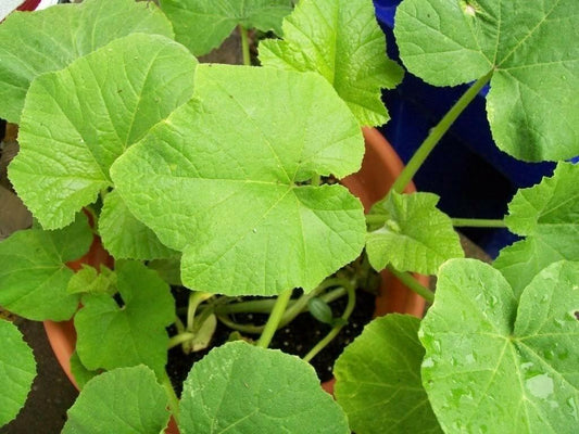 20 Table Queen Acorn Squash Seeds - Seed World