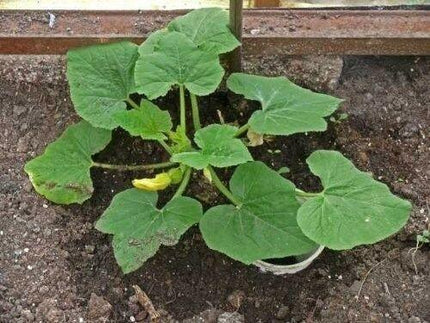 20 Table Queen Acorn Squash Seeds - Seed World