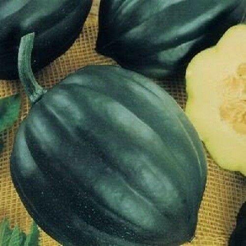 20 Table Queen Acorn Squash Seeds - Seed World